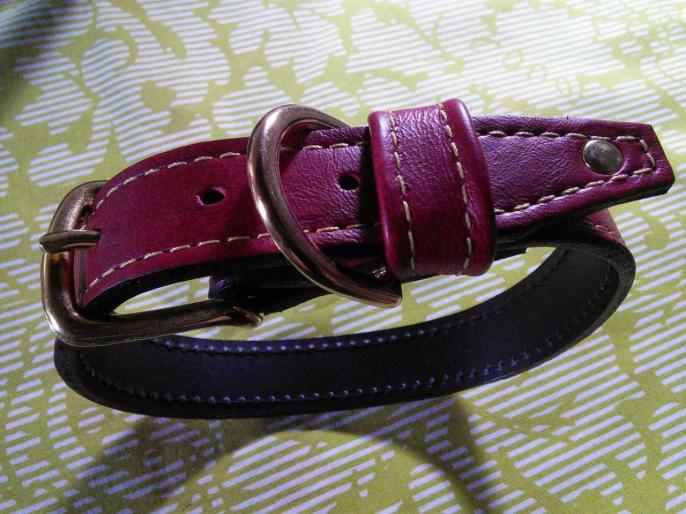 Collier pour chien Cocker